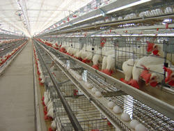 Floor Management System for Poultry Equipments Manufacturer Supplier Wholesale Exporter Importer Buyer Trader Retailer in Mohali Punjab India